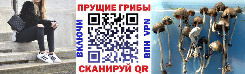 Галлюциногенные грибы Magic Shrooms закладка Болотное